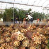 Cycas Revoluta Multi-heads Bare Root for Shipment thumbnail-1