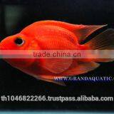Red Parrot Cichlid Fish Farm For Sale and Export thumbnail-3