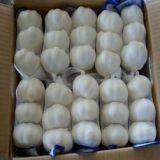 Fresh White Garlic thumbnail-1