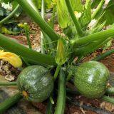 Early Maturity Green Peel Excellent Shining Zucchini Seed Round Green F1 Hybrid Squash/zucchini Seeds No.80 thumbnail-4