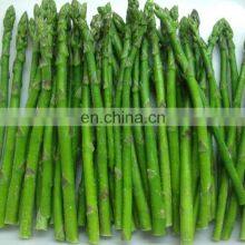 Sinocharm 2022 New Crop Fresh Green Asparagus IQF Frozen Green Asparagus thumbnail-5