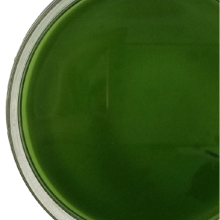 Ascophyllum Nodosum Seaweed Extract Liquid Organic Fertilizer thumbnail-2