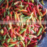 Banana Pepper in Brine thumbnail-2