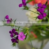 Wide variety Sweet William exquisite wholesale fresh cut flowers