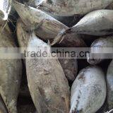 SkipJack Tuna ,stripe Tuna thumbnail-2