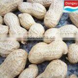 Washed Peanut in Shell 11/13