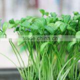 Cheap Mini Artificial Potted Plastic Plant in Pot for Sell thumbnail-2