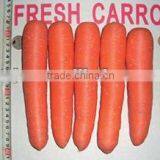 Fresh carrot