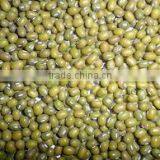 Chinese green mung bean for germination 2012 crop