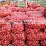 Onion Specification Fresh thumbnail-2
