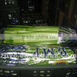 Chinese Fresh Celery thumbnail-1