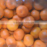 Mandarin Orange Sacs in Syrup of 18L Tin 70% thumbnail-2