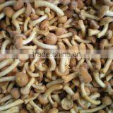 Frozen mushroom nameko from sunnywellfoods