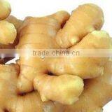 Supply Laiwu Factory Ginger