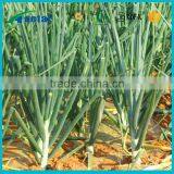 Hot sale onion extracts benefits Allium cepa herbal extract