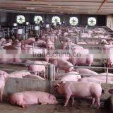 250mm PE Film Covered Single-Span Greenhouse For Cow/Pig Growing thumbnail-2