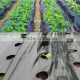 Perforated Black Agricultural Mulch Film for Weed Control Membrane thumbnail-2