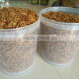 FDA Pet Food Suppliers Nutrient Mealworms thumbnail-1