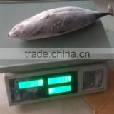 Bonito Tuna thumbnail-1