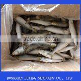 Frozen Sardine thumbnail-1