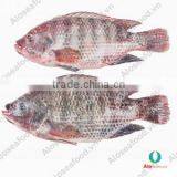 BLACK TILAPIA/ RED TILAPIA/ OREOCHROMIS/ PERCH thumbnail-1