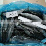 Export Frozen Bonito Fish 300-500G thumbnail-1