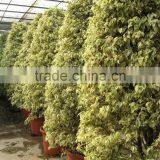 Ficus Benjamina thumbnail-2