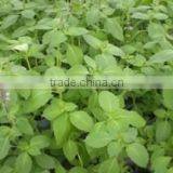 Ocimum Sanctum Extract thumbnail-2