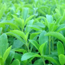 250g Buy Stevia Plant Seeds Chinese Supplier Sweet Stevia Seeds for Sale thumbnail-2