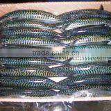 WR Atlantic Mackerel thumbnail-5