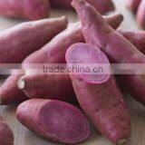 Japanese Fresh Sweet Potato thumbnail-2