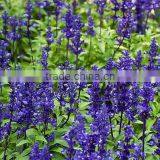 100 Pure and Natural Sage Clary Oil,sage Clary Essential Oil