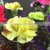 Best Carnation Price Cut Carnation Flowers As Wedding Flower Yellow Fresh Cut Carnation Flower thumbnail-3