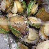 Frozen Green Abalone Meat for Sale