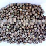 Hemp Seed 2016 thumbnail-2