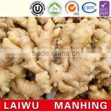 Wholesale Hot Sale Common Cultivation Type Fresh Ginger thumbnail-1