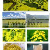 Chrysanthemum Pollen on Sales Best Unique