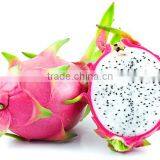 Fresh Dragon Fruit White Flesh Vietnam thumbnail-4