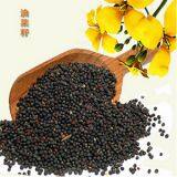 Rapeseed Oil/Canola Seeds Oil Process and Rapeseed Oil Refining Equipment thumbnail-1