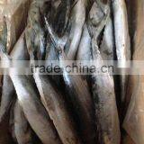 New Arrival Sea Frozen Spanish Mackerel Fish on Sale thumbnail-2