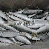 Frozen IQF Horse Mackerel Seafood thumbnail-3