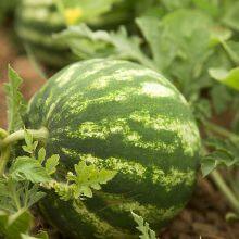 Red Flesh Hybrid f1 Watermlon Seeds for Middle East Market Crim No.2 thumbnail-3