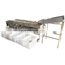 Commerical Passion Fruit Processing Avocado Onion Size Grading Sorting Machine. thumbnail-3