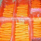 2016 Chinese good qualityred carrots in good taste