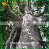 Latest Design Artificial Banyan Tree thumbnail-5