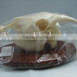 Refined Sheep Skull Skeleton Specimen of Vertebratefor Teaching or Medical Purpose