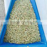 Green Lentil Best Quality in the World Cleaned by Sortex thumbnail-5