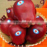 Red Delicious Apple/huaniu Apple