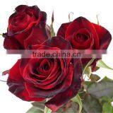 competitive price fresh black rose flower purchase from Kunming flower planting base