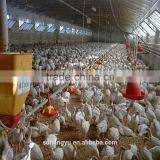 Poultry Farm Equipment For Chicken Feeder thumbnail-3